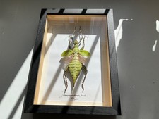 Heteropteryx Dilatata (Female) from Malaysia fabulous real specimen great colour