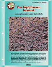 Hodowla skakanych ogonów lub Collembola / karta informacyjna akwariowa