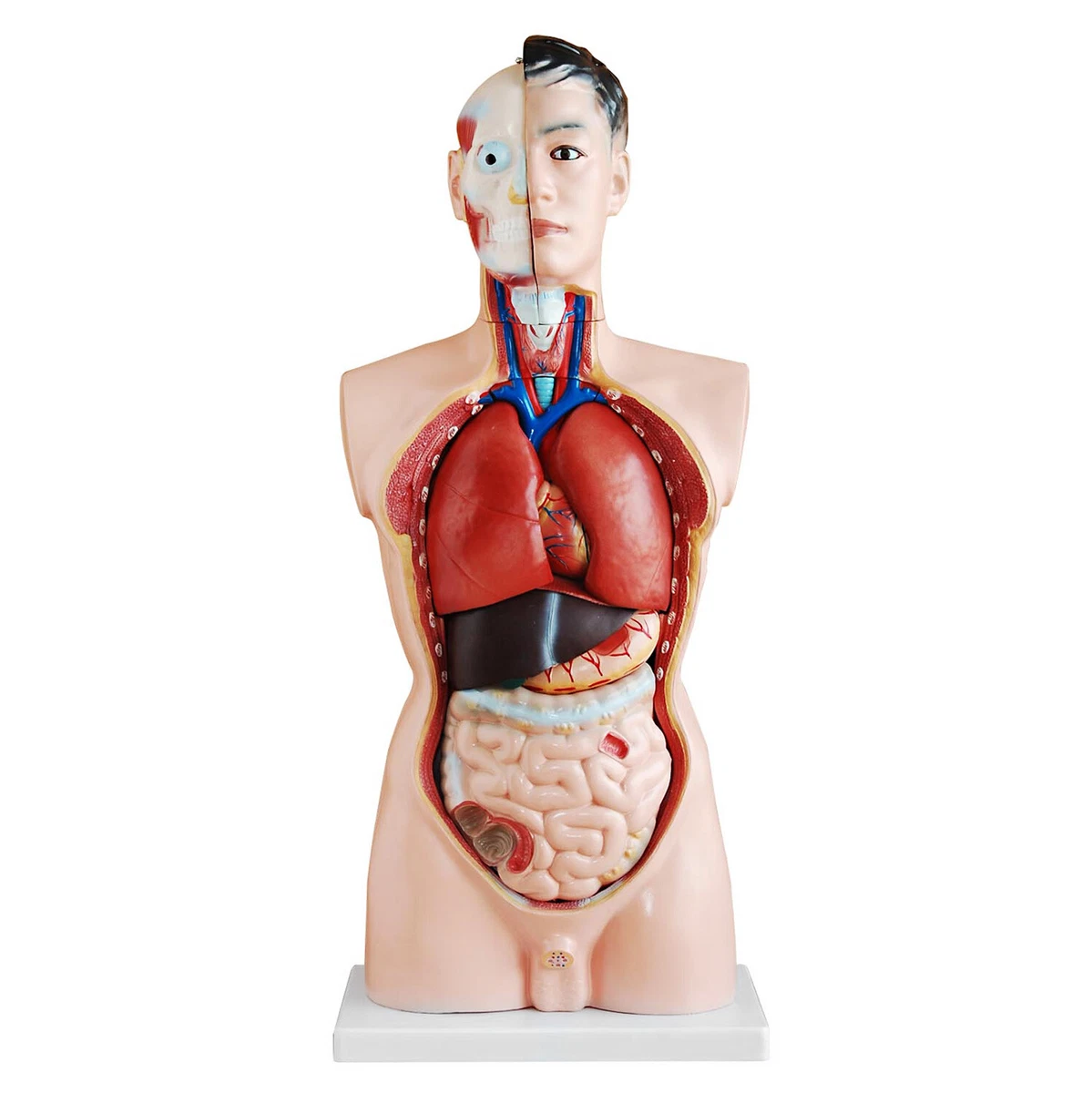 Torso Modell online kaufen | eBay.de