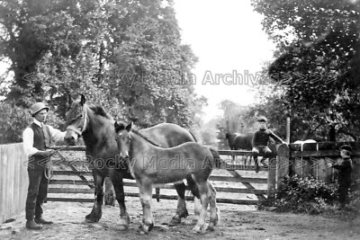 Kbb-35 Arbeitspferde, Manor Farm, Longney, Gloucestershire. Foto