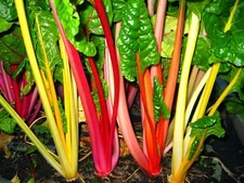 Rainbow Swiss Chard Seeds, Bright Lights, NON-GMO, Variety Sizes, FREE SHIPPING