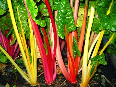 #ad Rainbow Swiss Chard Seeds Bright Lights NON GMO Variety Sizes FREE SHIPPING $3.49