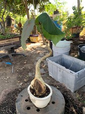 Ficus religiosa  Sacred fig - C y B      Bonsai Tree,,,, sale