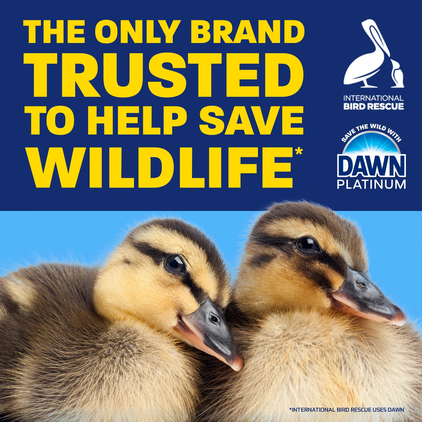 24.3 oz.( Dawn Platinum Dish Soap Ez-Squeeze Fresh Rain Dawn ez-squeeze bottle )