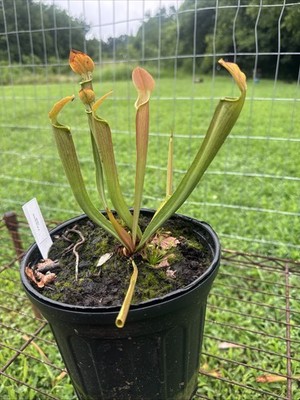 SARRACENIA RUBRA SUBSP. WHERRYI  WASHINGTON CO, AL  GALLON SIZE.