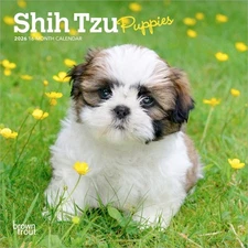 Browntrout Shih Tzu Puppies 2026 7 x 7 Mini Calendar w