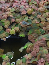Red Root Floaters Live Aquarium Floating Plant, 3 oz. 1/4 cups portion