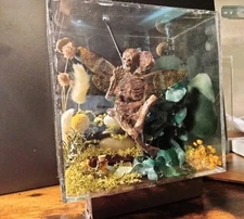 3D Art FAUX TAXIDERMY Siamese 2-Head Fairy Acrylic Box Weird Decor Handmade OOAK