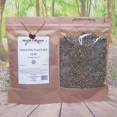 Größeres Wegerichblatt/Plantago Major L/Kräutertee Gesundheitsbotschaft 