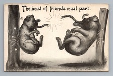 Golden Lion Tamarin Dormouse Squirrel Grizzly Bear Sloths Vintage Postcard