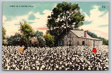 Cabin in a Cotton Field - Linen Postcard