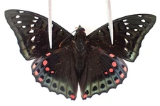 N20498. Unmounted butterflies: Nymphalidae sp. Vietnam. Ngoc Linh