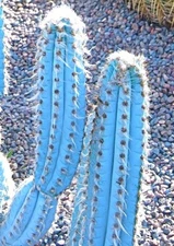 Pilosocereus Pachycladus, blue color columnar rare cacti cactus seed -20 SEEDS
