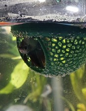 Floating Aquarium Hide