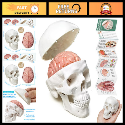 3-Part Human Skull Model with Brain - Half-Life Size for Medical Teaching & Art