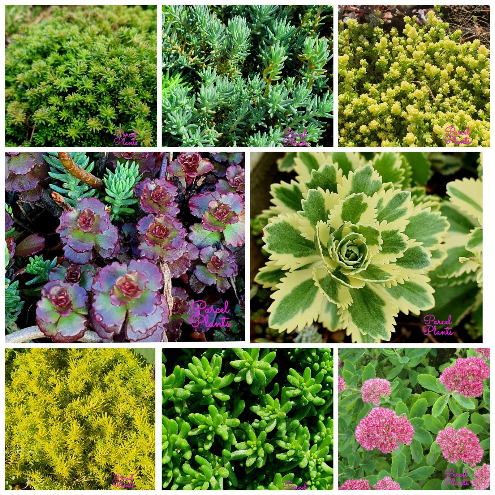 Hardy Sedum ROOTED PLUGS Plants Colourful Multi Varieties Rockery
