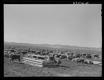 Photo:Wisdom Montana 1942 Cattle in Stockyards Ranch Herd Divide Drive