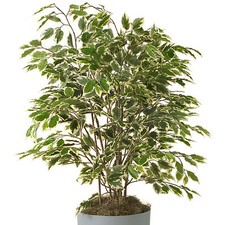Ficus Golden King | 30-40cm Potted Variegated Weeping Fig | Home Office Plant