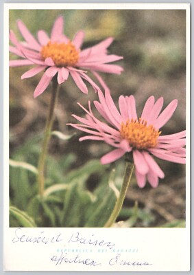 Flowers Vintage Postcard Aster Alpinus