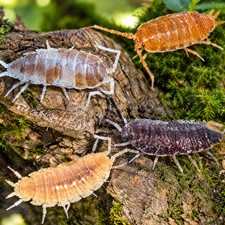Live 50+ Party Mix Isopods & 8oz Springtails Bioactive Cleanup Crew Combo