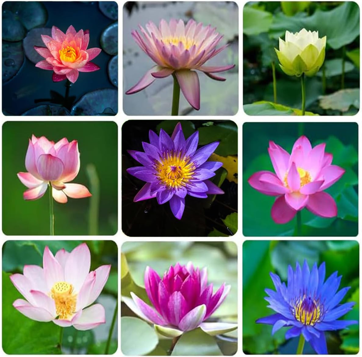 30+ Pcs Bonsai Bowl Lotus Seeds, Water Lily Flower Plant Seed Flowering Aquatic