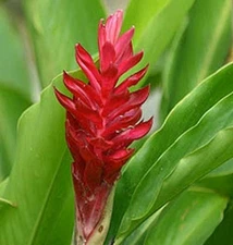 🌺🌺 Magnificent Curcuma Red flower-plant 3root rhizomes fast grow turmeric GR28