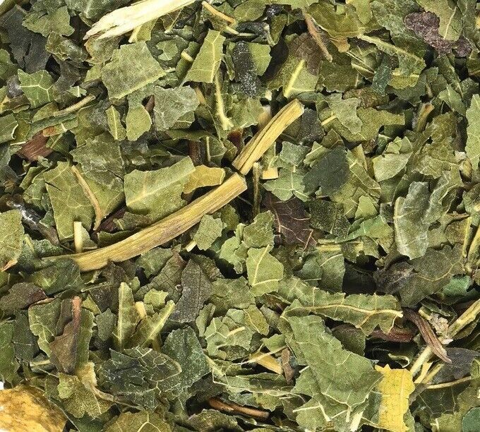 Hojas de morera blanca - Morus alba L. - Hierba de té seca de hojas...