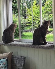 Purrched 24" Cat Window Perch - USA Made, Soft, Sturdy, Easy Install, 50lb Cap