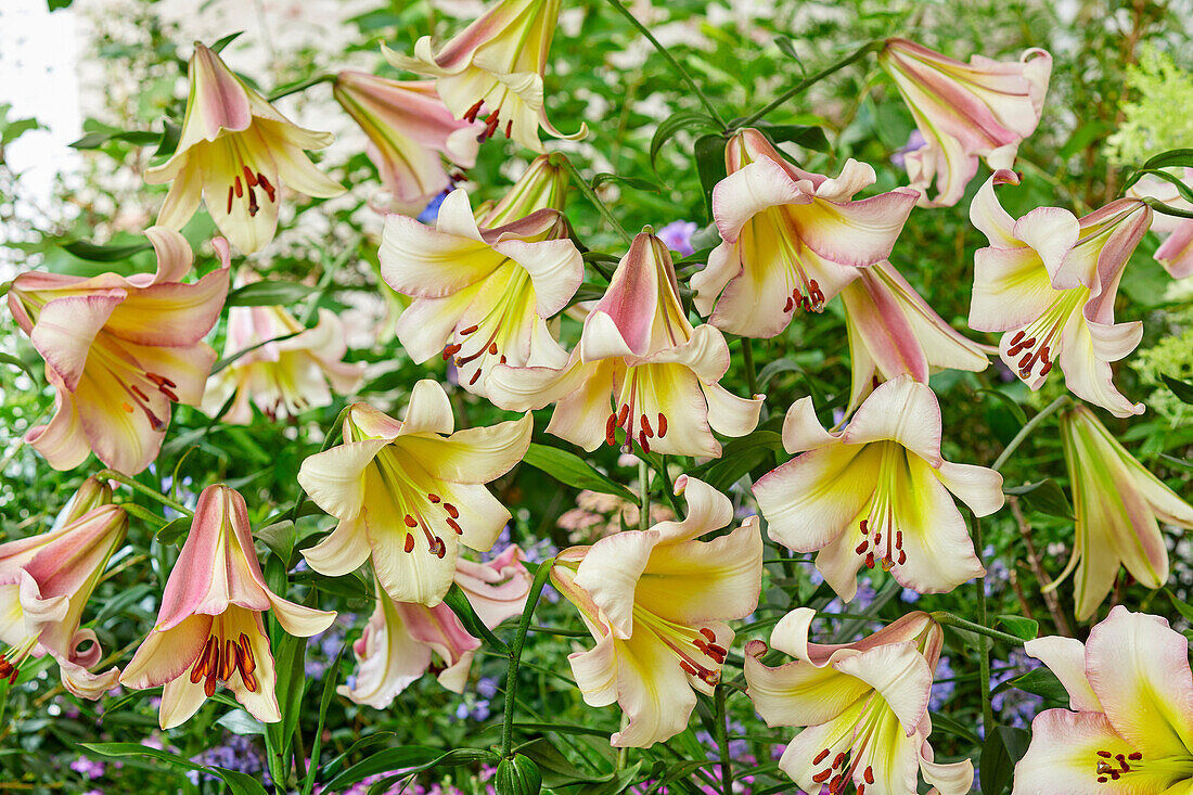 BEIJING MOON ORIENPET LILY FLOWER BULBS HARDY 4-5 FEET TALL BEIJING MOON ORIENPET LILY FLOWER BULBS HARDY 4-5 FEET TALL