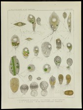 1879 - Medizinische Amöbenplatte - Pamphagus Mutabilis / Avidus / Curvus - Leidy