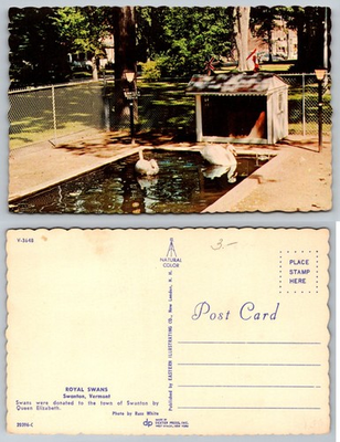 #ad #ad Royal Swans Swanton Vermont Postcard Gift from Queen Elizabeth II $1.99