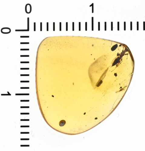 Super Detailed Unusual Wasp, Fossil inclusion in Burmese Amber - Picture 3 of 3