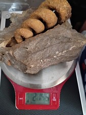 Large Gastropod Fossil Cretaceous