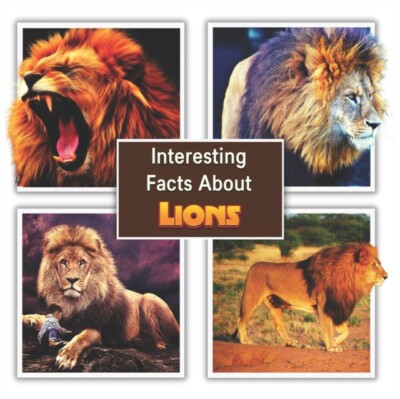 Mahi - Interesting Facts About Lions  Children's Picture Book for Lion - X555z