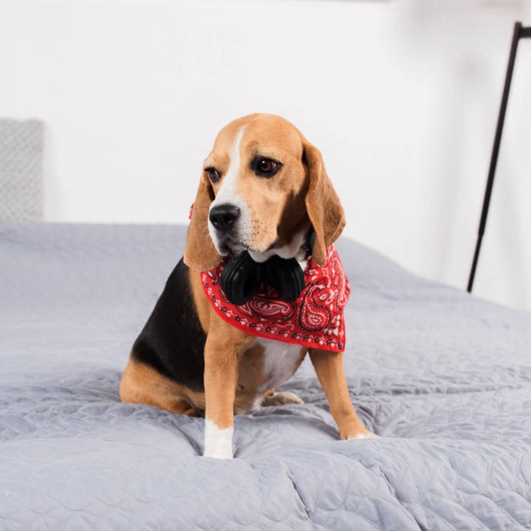 Bandana cane divertente in cotone mechaly con disegni sciarpa resistente compleanno animale domestico foto 5