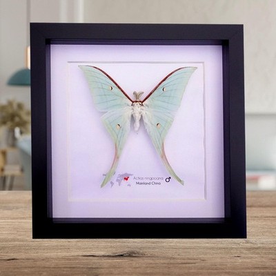 Gerahmte chinesische Mondmotte Taxidermie: grün opalisierender langschwanziger Schmetterling (8 Zoll