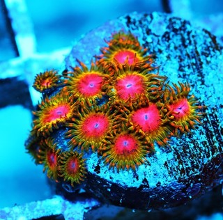 Awesome Blossom Zoa Frag Zoanthids Zoa Paly SPS LPS Corals WYSIWYG