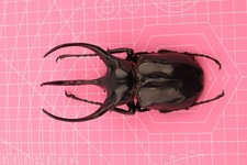 Chalcosoma beetles for collectors | large size Chalcosoma