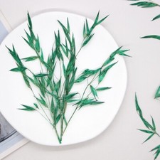 12PCS Real Pressed Dry Grass Leaves, Floral Supply for art craft FSS54