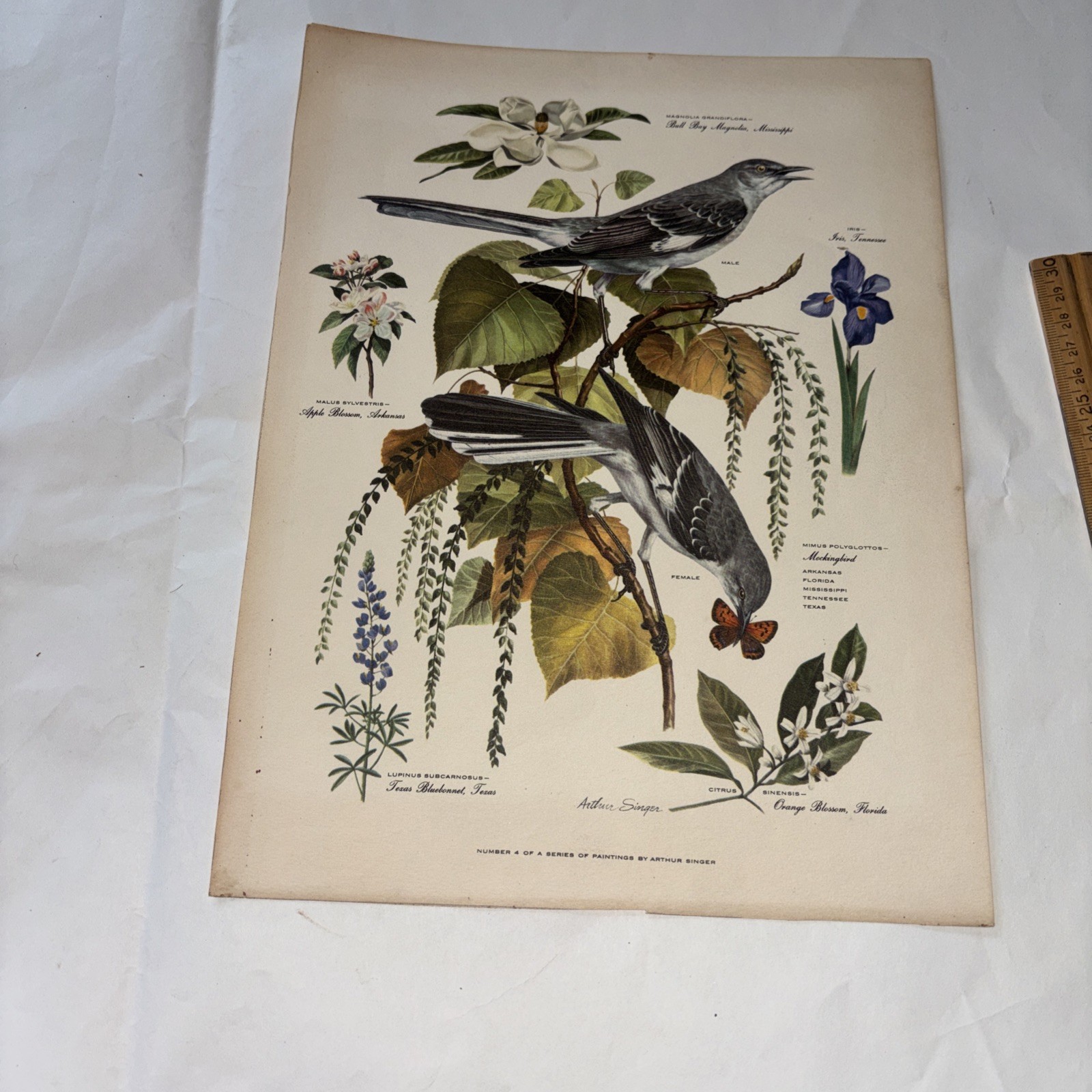 Vintage Arthur Singer  Print  #4 Bird Mockingbird Flower Nature 9x12