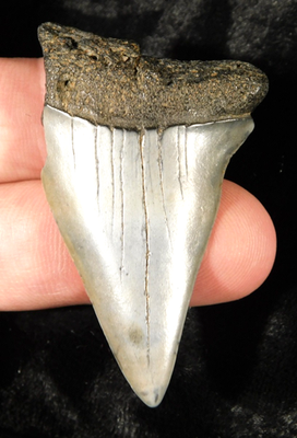 #ad Long Ancestral Great WHITE SHARK Tooth Fossil 100% Natural South Carolina 1.32 $19.99