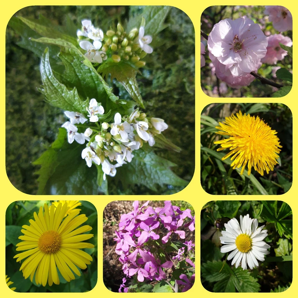 Blumenwiese, Bienenfutter, Gr. Mischung 1000 Samen, Schmetterlinge, Wildbiene