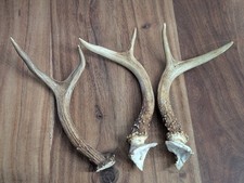 Lot Of 3 Natural Deer Antler Dog Chews Large Pet Chew Toys