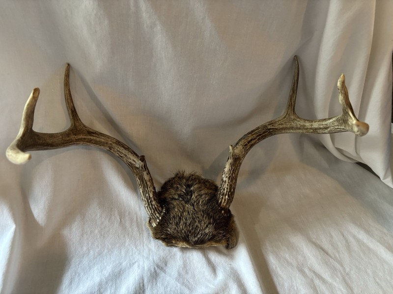 8 Point Buck Whitetail Deer Horns, Antlers, 14" Spread