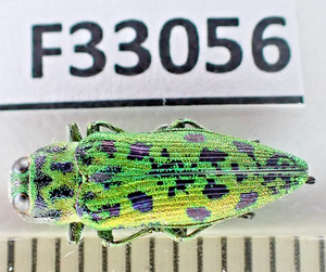 Buprestidae | eBay