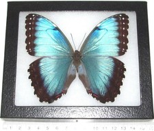 Morpho peleides FEMALE blue butterfly Costa Rica FRAMED