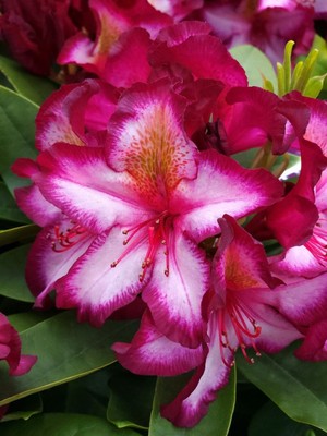 Rhododendron 'Happydendron'   'Pushy Purple'   | Alpenrose
