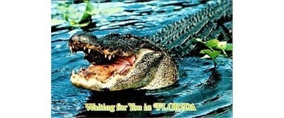 1936 FNC 7258 Cypress Gardens Alligator Show Habitat Scenic Florida Reptile