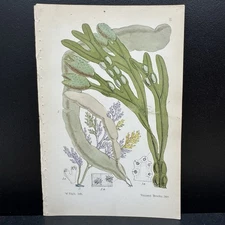 Walter Fitch 19th Vincent Brooks Hand Colored Lithographs Sea Botanical Print