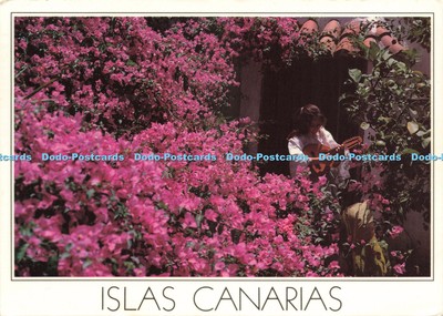 D232892 Islas Canarias Die Bougainvillaeas scheinen unter Brillia zu explodieren